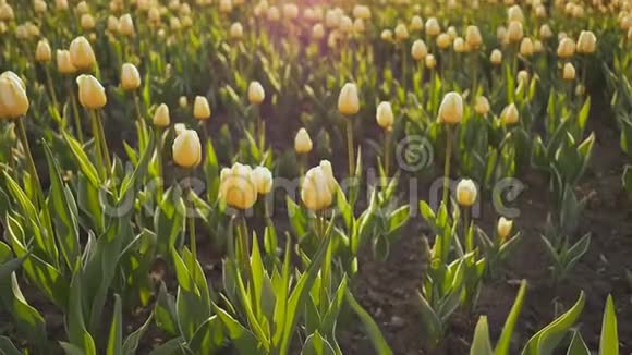 傍晚太阳落山时公园里郁金香的花坛拍摄时动作轻柔优美视频的预览图