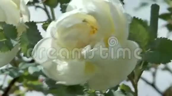 玫瑰花视频的预览图