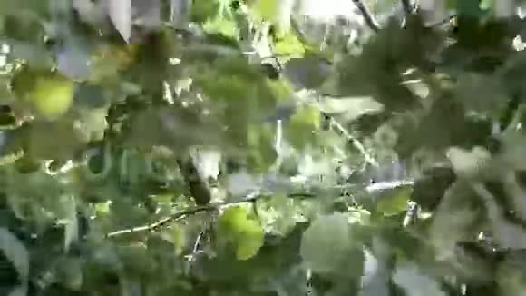开花的林登树视频的预览图