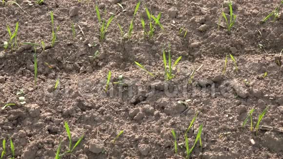 冬季小麦作物的新芽在秋季生长在农田中4K视频的预览图