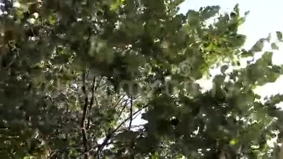 开花的林登树视频的预览图