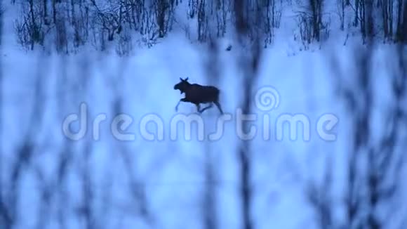 冬季在河冰上行走的雌性麋鹿视频的预览图
