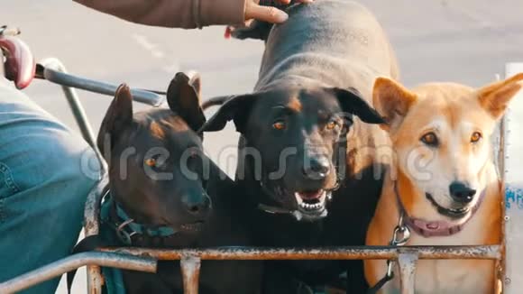 泰国芭堤雅2018年1月15日主人带着他的狗坐在摩托车上旁边坐着他的大推车视频的预览图