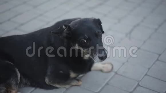 动物收容所的残疾黑狗视频的预览图