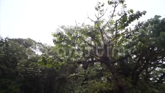 在丛林中吊桥视频的预览图