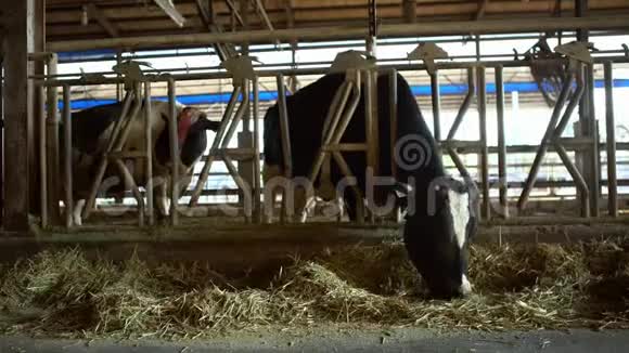 4K奶牛场谷仓里的牛荷斯坦奶牛喂养农业产业视频的预览图