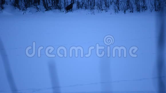 冬季在河冰上行走的雌性麋鹿视频的预览图