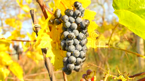 农民在秋季检查葡萄园冷冻葡萄藤的质量传统葡萄园的葡萄在收获前成熟视频的预览图