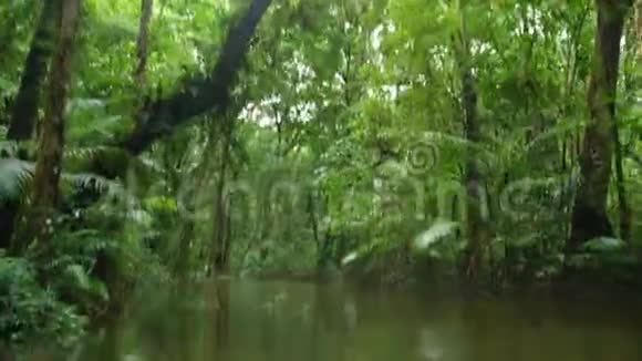 一片丛林河流和树木视频的预览图