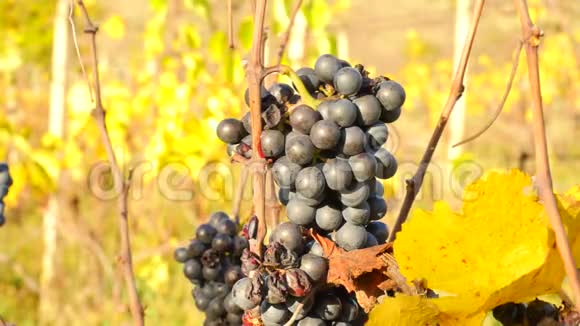 葡萄酒种植者在葡萄园第一次霜冻后控制葡萄收获前葡萄成熟的秋季视频的预览图