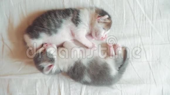 两只小猫搞笑视频正在睡觉两只小猫弟弟睡在床上拥抱宠物猫概念生活方式视频的预览图
