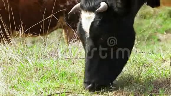 黑白牛在牧场上吃草视频的预览图