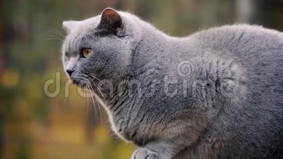 灰色英国猫在森林里摆姿势视频的预览图