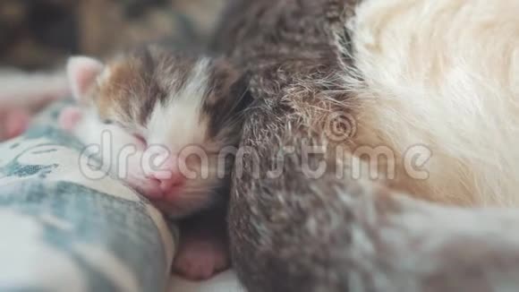 小搞笑视频新生小猫睡觉压在猫妈妈的背上可爱的宠物小猫睡在视频的预览图