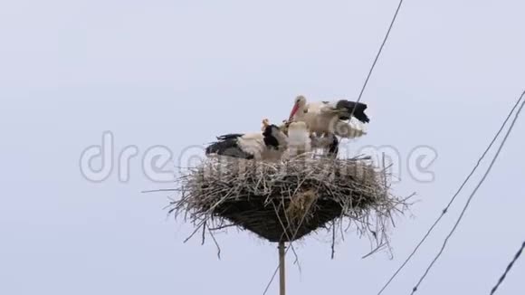 鹳鸟一家正坐在天空背景的高压电线支柱上的巢里视频的预览图