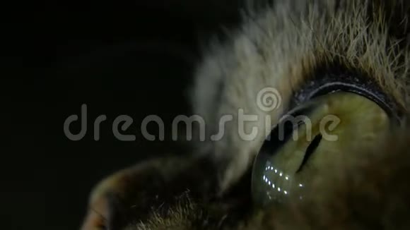 一只美丽的绿色黄色猫眼在黑色的背景上闪烁视频的预览图
