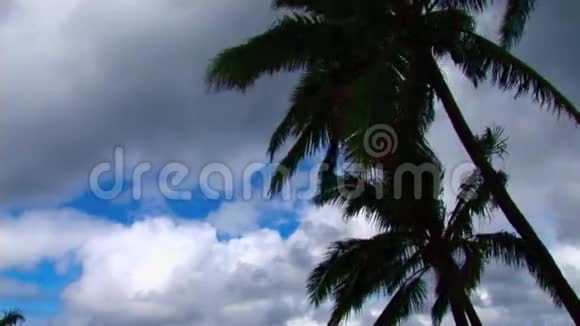 夏威夷棕榈树蓝天云视频的预览图