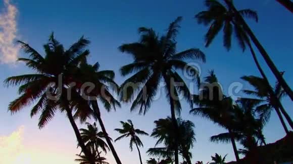 电视冲浪夏威夷棕榈树贸易风1视频的预览图