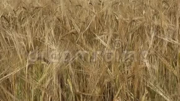 大麦地准备在农田里收割的黄粮视频的预览图