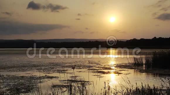 日落时在湖床上芦苇视频的预览图
