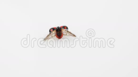 瓢虫黑色带红色斑点跑步起飞包括6个场景视频的预览图