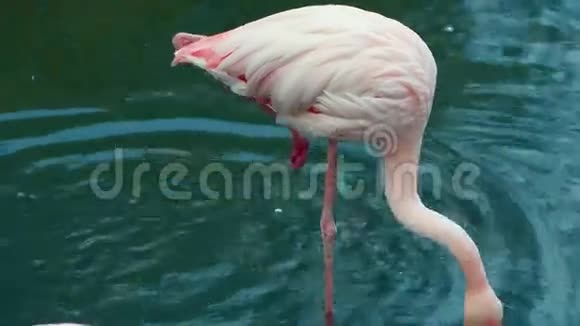 粉红火烈鸟饮用水视频的预览图