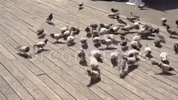 许多鸽子在木制表面被喂食视频的预览图