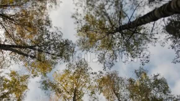 秋天公园的树梢上长满了黄叶视频的预览图