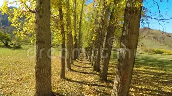 黄色秋天白杨树的树林视频的预览图