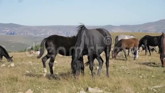 一群马在高山牧场放牧阳光明媚的日子里成年马驹的羊群视频的预览图