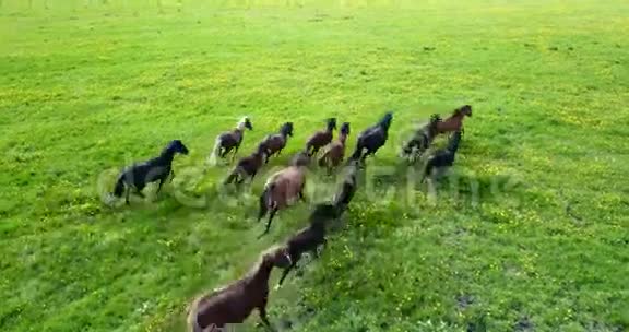 在绿色的田野上奔跑的马群视频的预览图