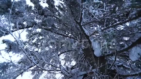 一棵雪覆盖的针叶树的视频视频的预览图