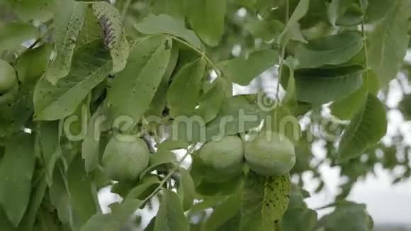 收获前树上的核桃未煮熟的绿色坚果和叶子在树枝上漂浮在风中视频的预览图