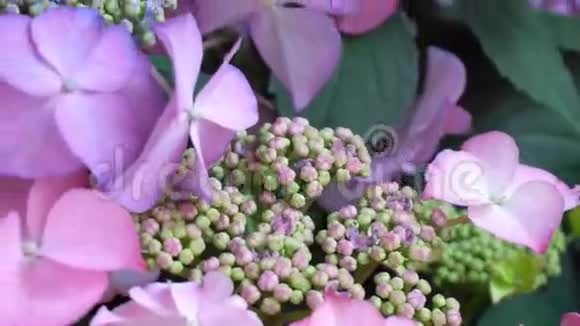蜜蜂对绣球花授粉视频的预览图