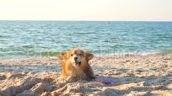 快乐的威尔士考吉毛狗宠物在沙滩上玩耍视频的预览图