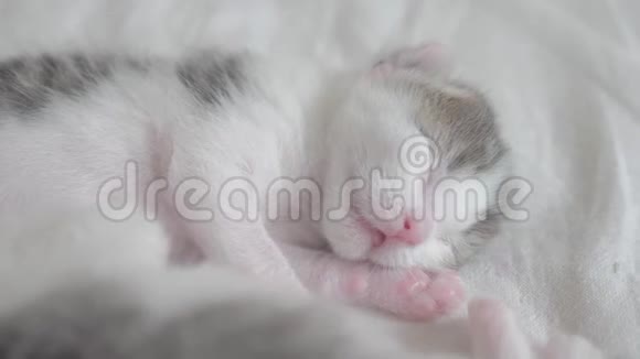 小可爱的新生小猫睡在床上小猫在生活中嗅嗅和抽搐在梦中辗转反侧视频的预览图