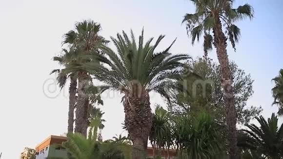 城市里美丽的热带树西班牙棕榈树视频的预览图