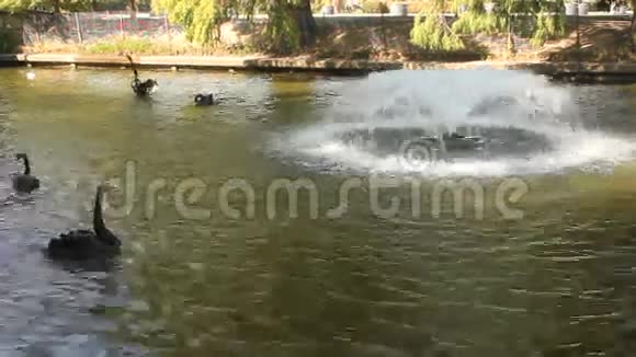喷泉附近的黑天鹅视频的预览图