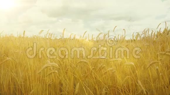 准备收割的金黄色成熟小麦夏天晴天视频的预览图