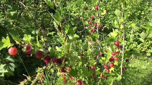 红醋栗灌木在夏天的花园里摇摆4K视频的预览图