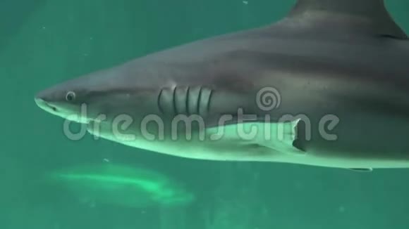 鲨鱼在海洋中游泳视频的预览图