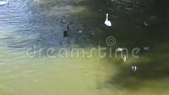 漂浮在湖面上的天鹅和鸭子视频的预览图
