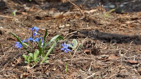 史基拉森林里的第一朵春花阳光明媚的春天视频的预览图