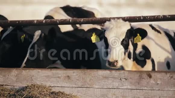 牛犊在农场吃绿色食品视频的预览图