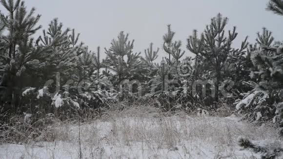 冬天树林里下雪下雪的视频视频的预览图