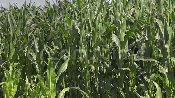 农民带着智能手机穿过玉米地视频的预览图