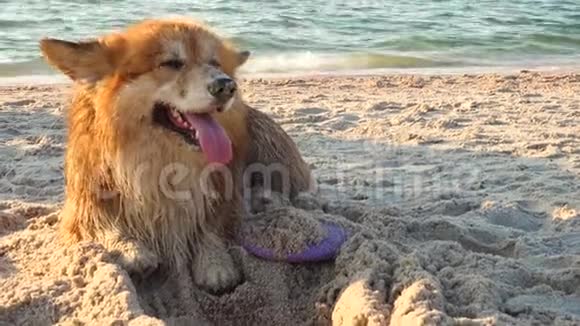 快乐的威尔士考吉毛狗宠物在沙滩上玩耍视频的预览图