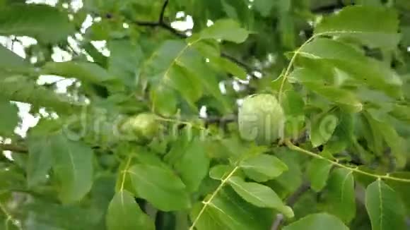 收获前树枝上的核桃未煮熟的绿色坚果和叶子在树枝上漂浮在风中视频的预览图
