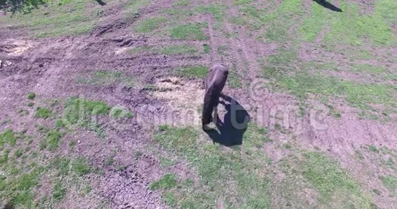 马在一个小农场里放牧视频的预览图