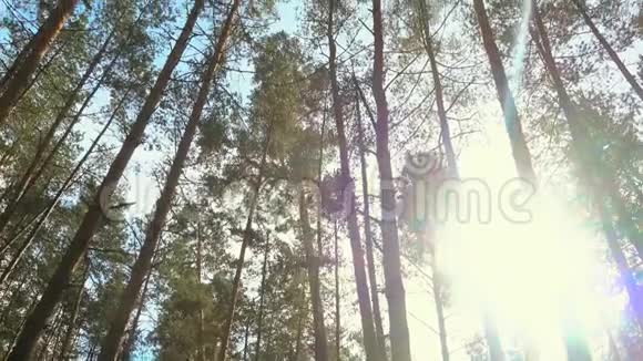 在美丽的一天森林里有高高的松树阳光穿过树木松林视频的预览图